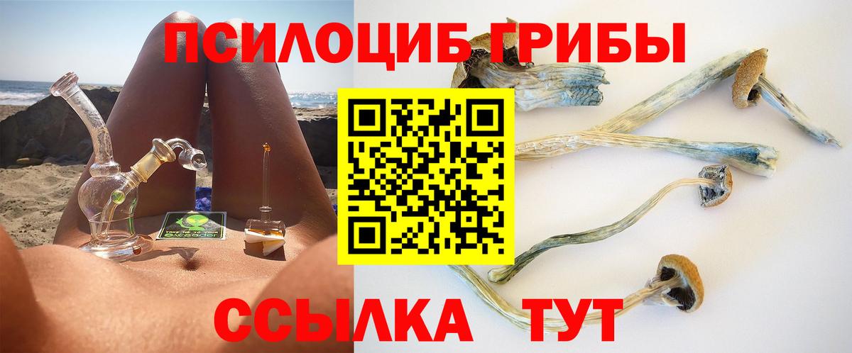 Псилоцибиновые грибы Cubensis Осинники